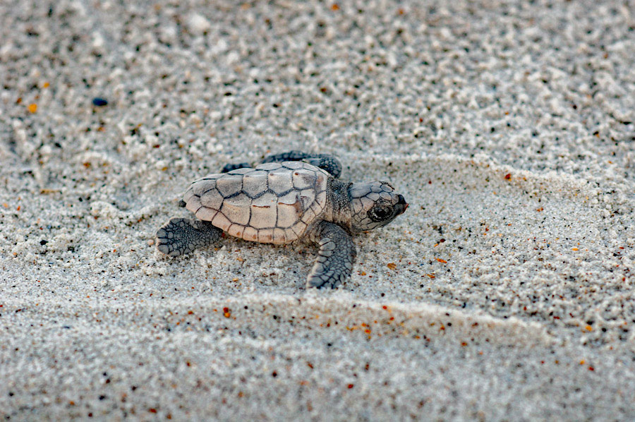 Baby sea turtle hatchling