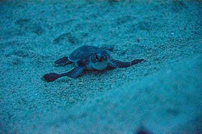 Hatchling crawling towards the ocean at night.