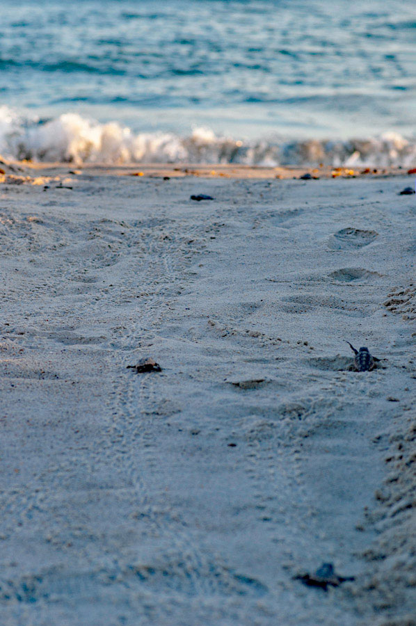 Sea turtle hatchlings racing to the ocean.