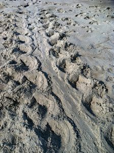 Loggerhead turtle track pattern in sand.