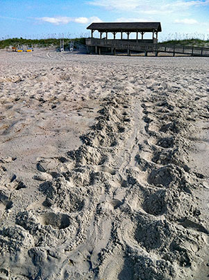 Sea turtle tracks Fort Macon State Park.