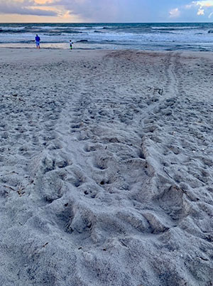 Nest and sea turtle tracks, Atlantic Beach.