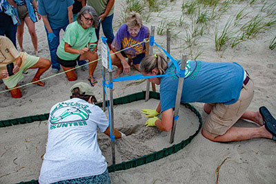 Volunteers excavate a nest after a boil.