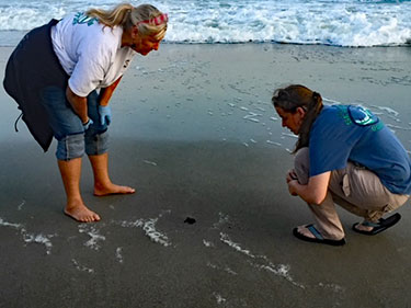 Volunteers making sure all hatchlings make it to their home in the ocean.