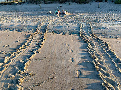 Incoming and returning sea turtle tracks to nest in the distance being processed by volunteers.