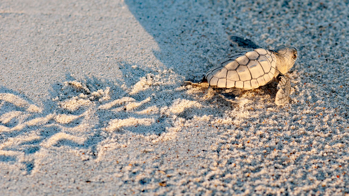 Hatchling determined to make it to the ocean.