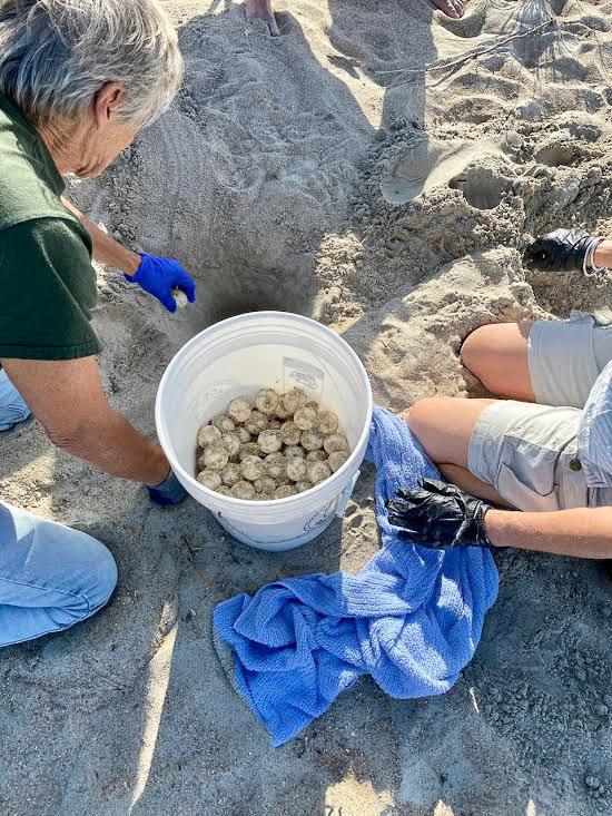 Volunteers placing sea turtle eggs into a relocated nest on the beach.