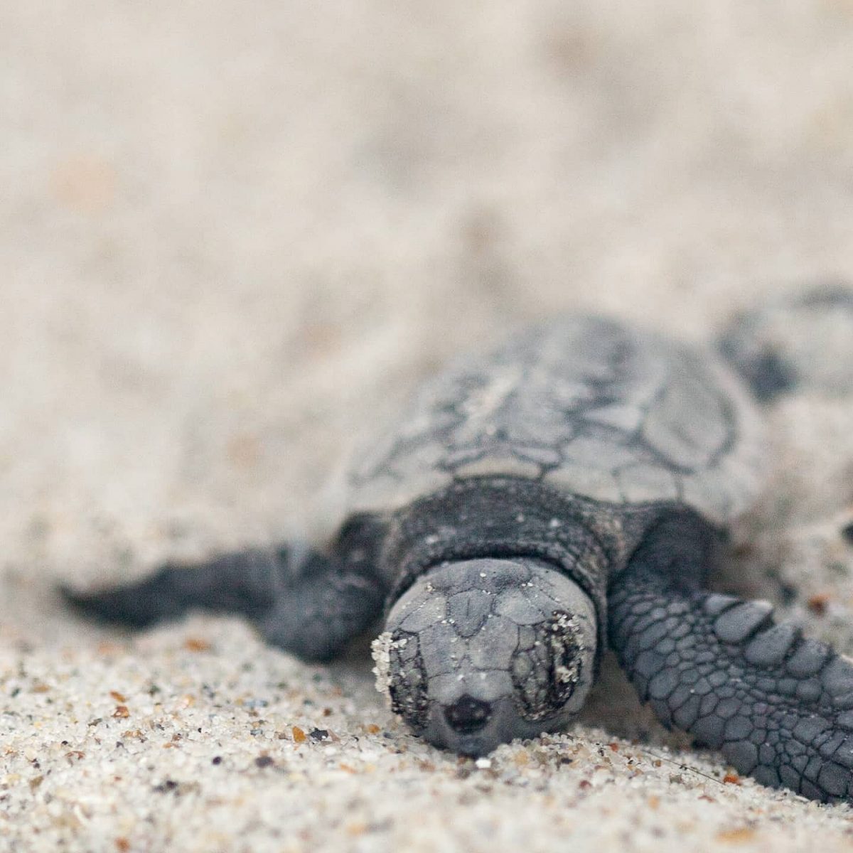 Sea turtle hatchling in the sand.