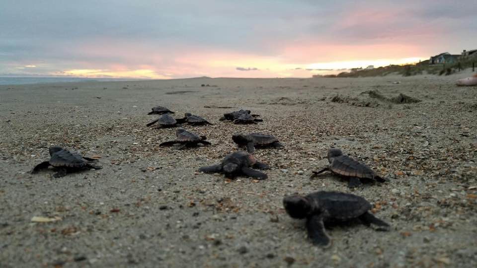 Sea turtle hatchlings make their way to the ocean across the sand.