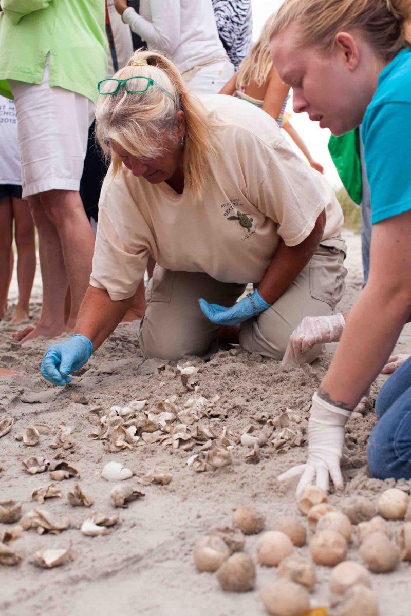 Volunteers wearing gloves excavating a sea turtle nest and counting the egg shells from the hatched turtles.