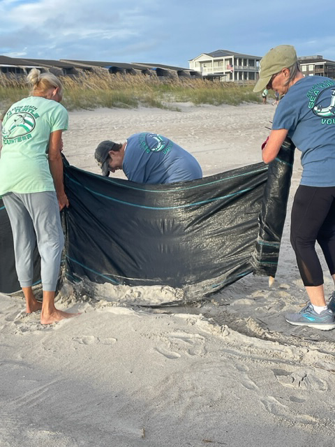 Volunteers installing black shade cloth around a sea turtle nest to protect hatchlings from light pollution.
