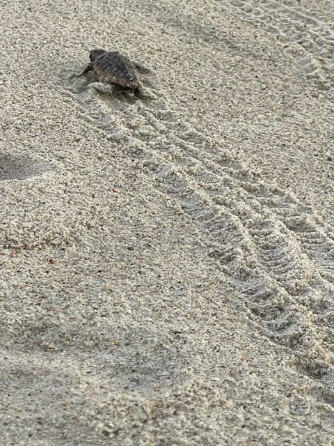 Sea turtle hatchling crawling across the sand. leaving tracks behind.