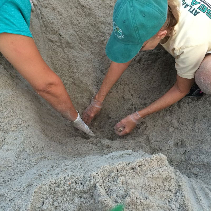 Volunteers wearing gloves excavate a sea turtle nest and count the shells from the hatched turtles.