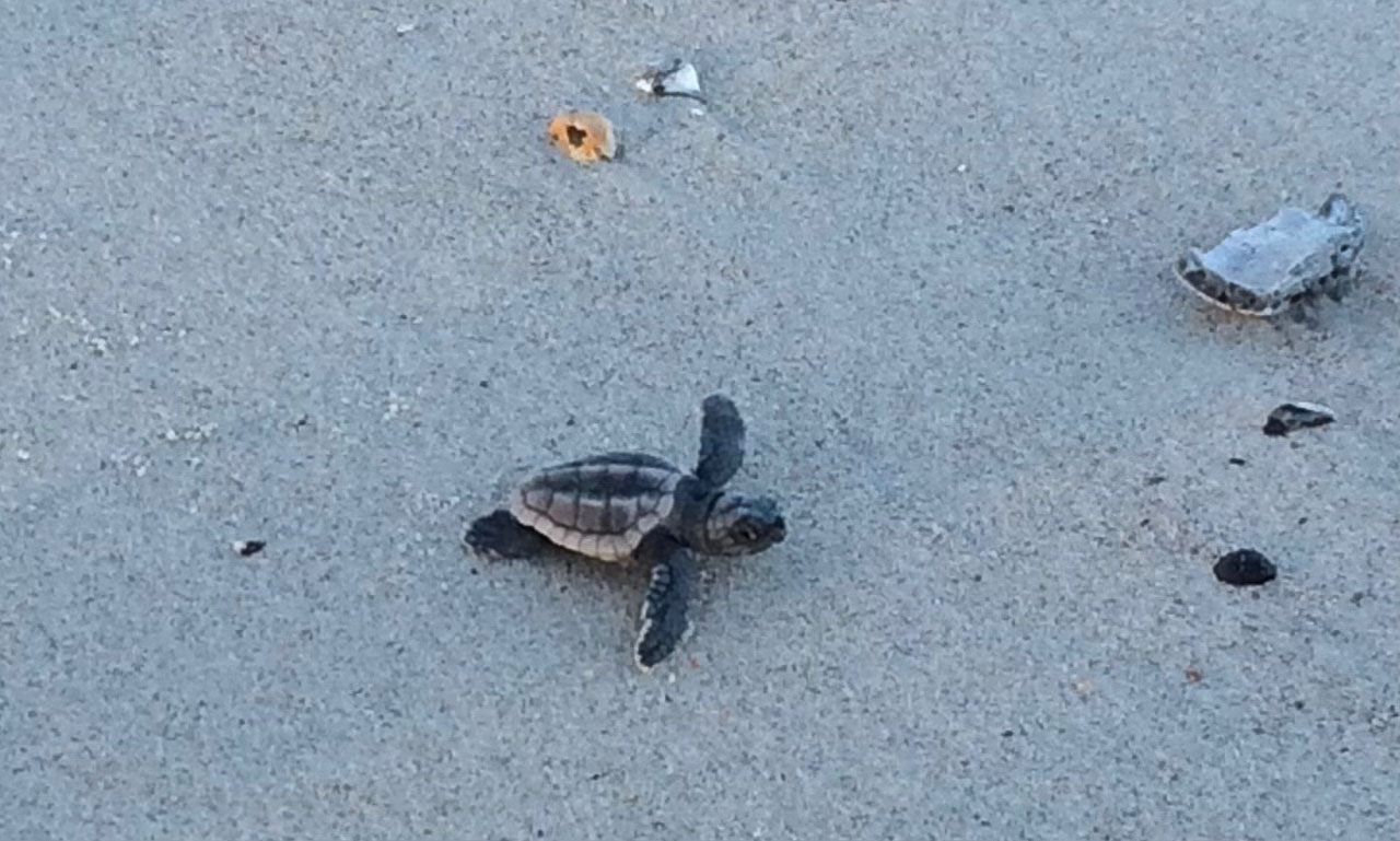Sea turtle hatchling making its way across the sand on the beach.