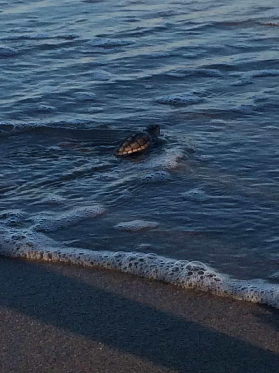Sea turtle hatchling entering the surf.